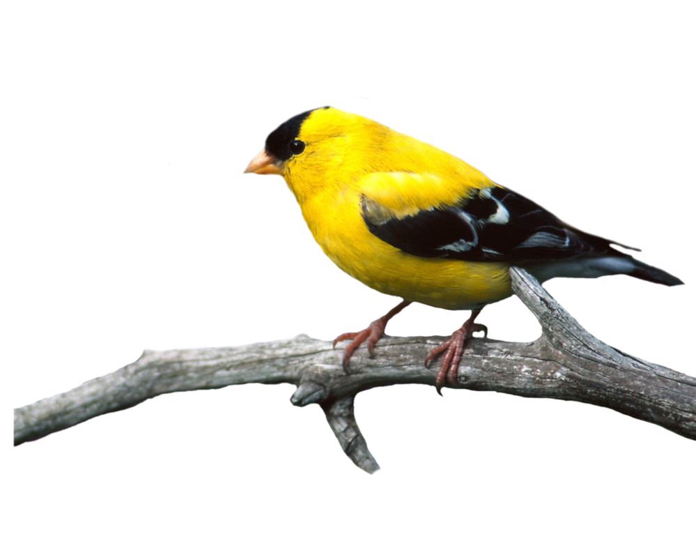 Bird PNG    图片编号:20077