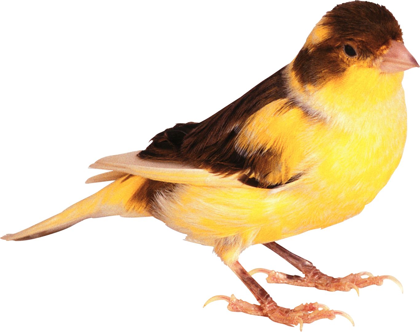 Bird PNG    图片编号:20088