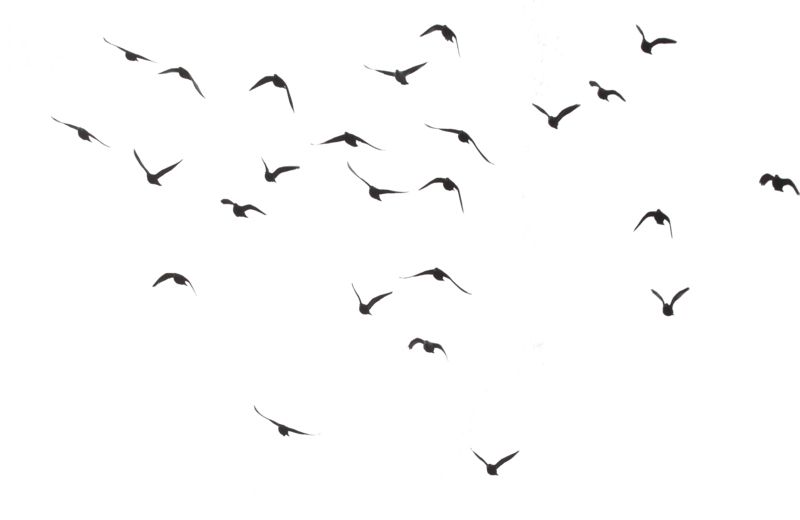 Bird PNG    图片编号:20089
