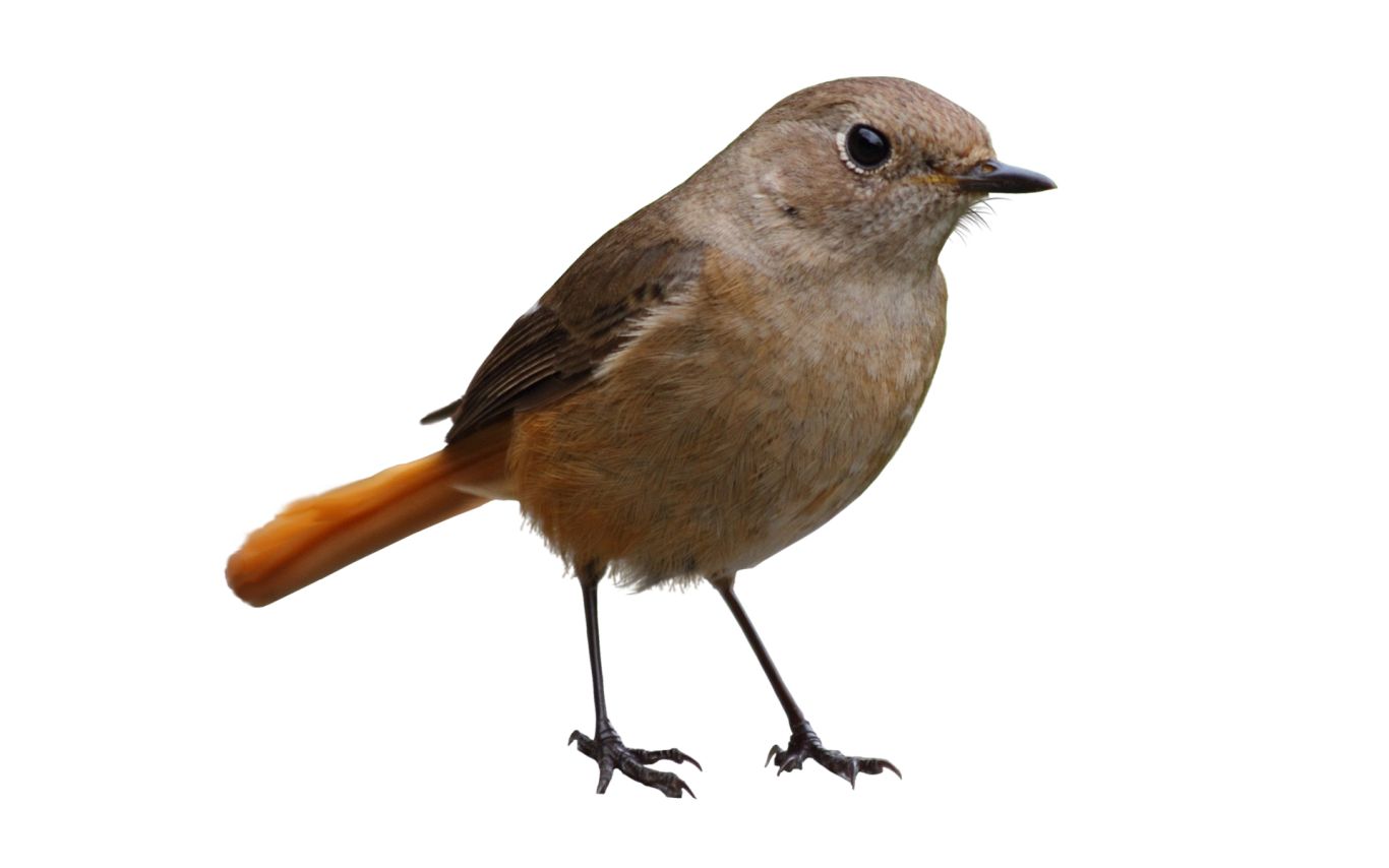 Bird PNG    图片编号:20091