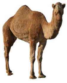 Camel PNG    图片编号:23414