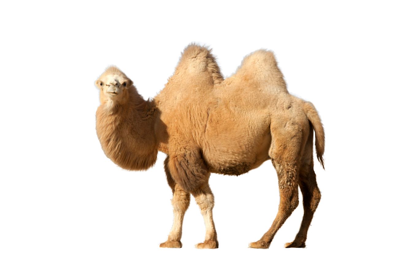 Camel PNG    图片编号:23417