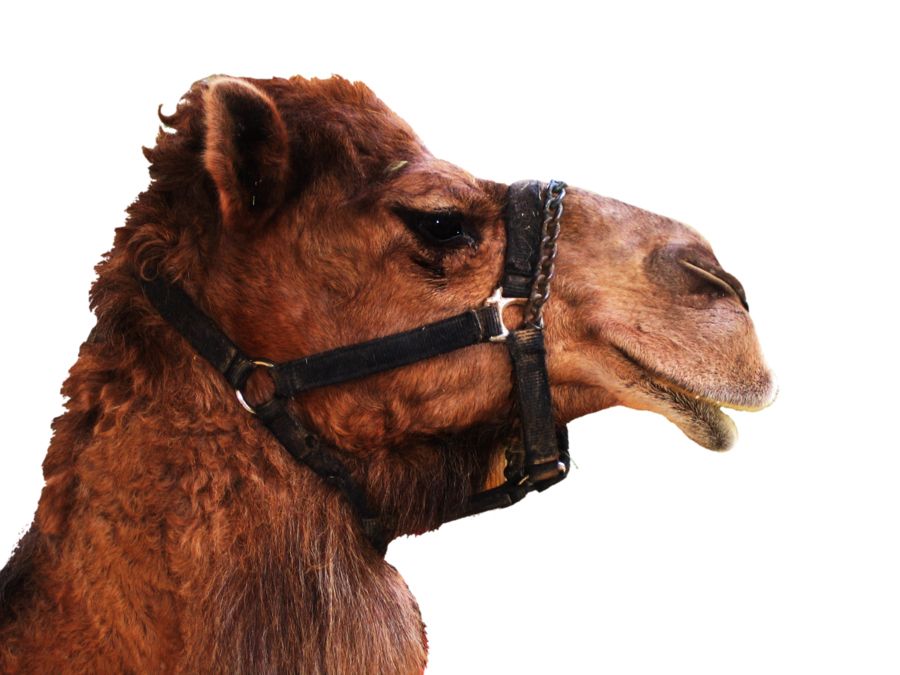 Camel PNG    图片编号:23418