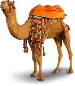 Camel PNG    图片编号:23419