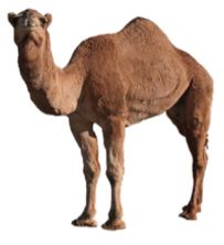 Camel PNG    图片编号:23424