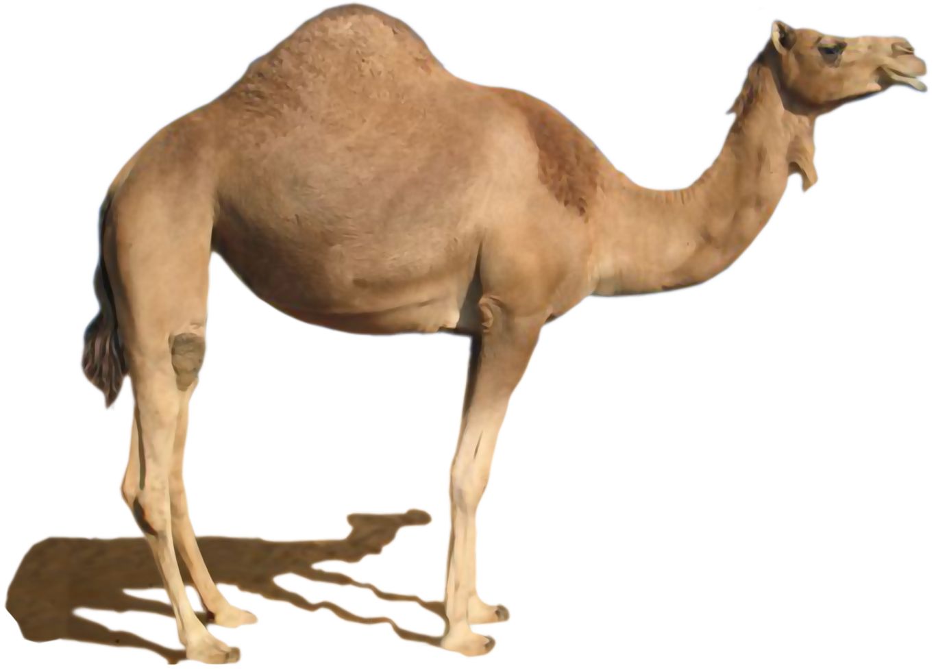 Camel PNG    图片编号:23431