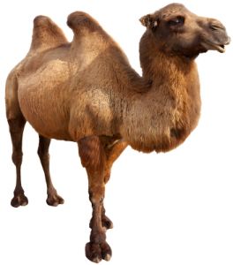 Camel PNG    图片编号:23436