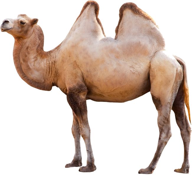 Camel PNG image    图片编号:2920