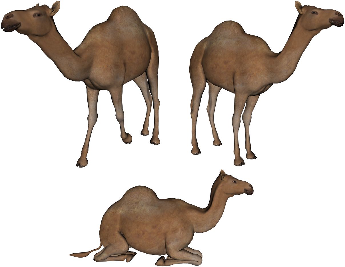 Camel PNG image    图片编号:2925