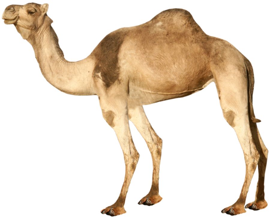 Camel PNG image    图片编号:2926