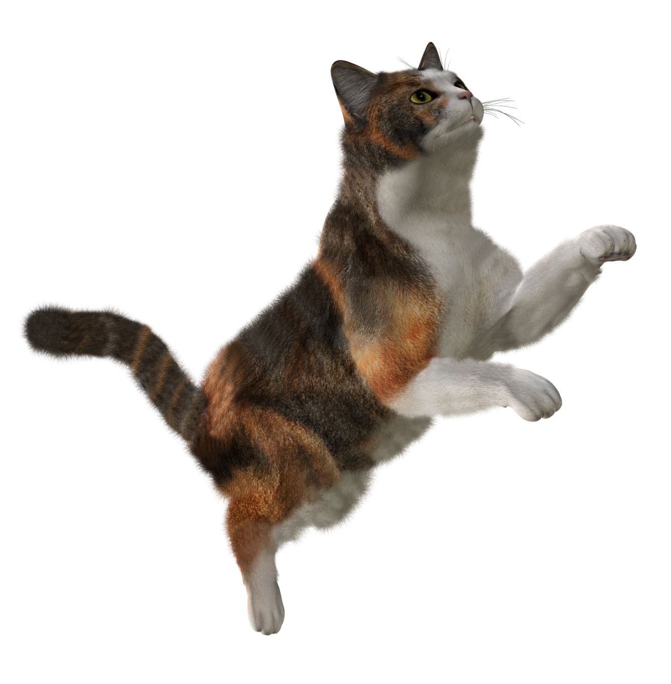 cat png image, free download picture, kitten    图片编号:103