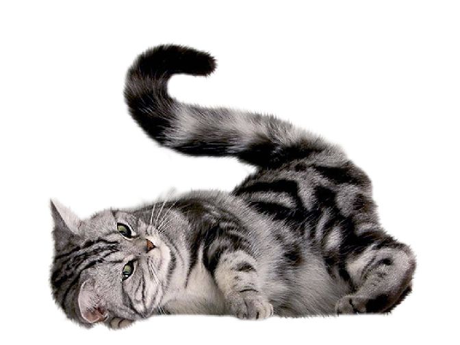 cat png image, free download picture, kitten    图片编号:104