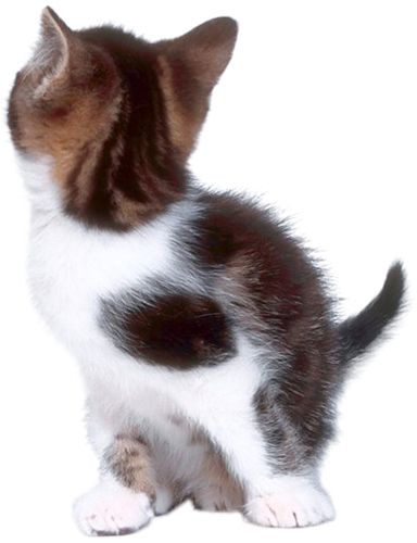 cat png image, free download picture, kitten    图片编号:109