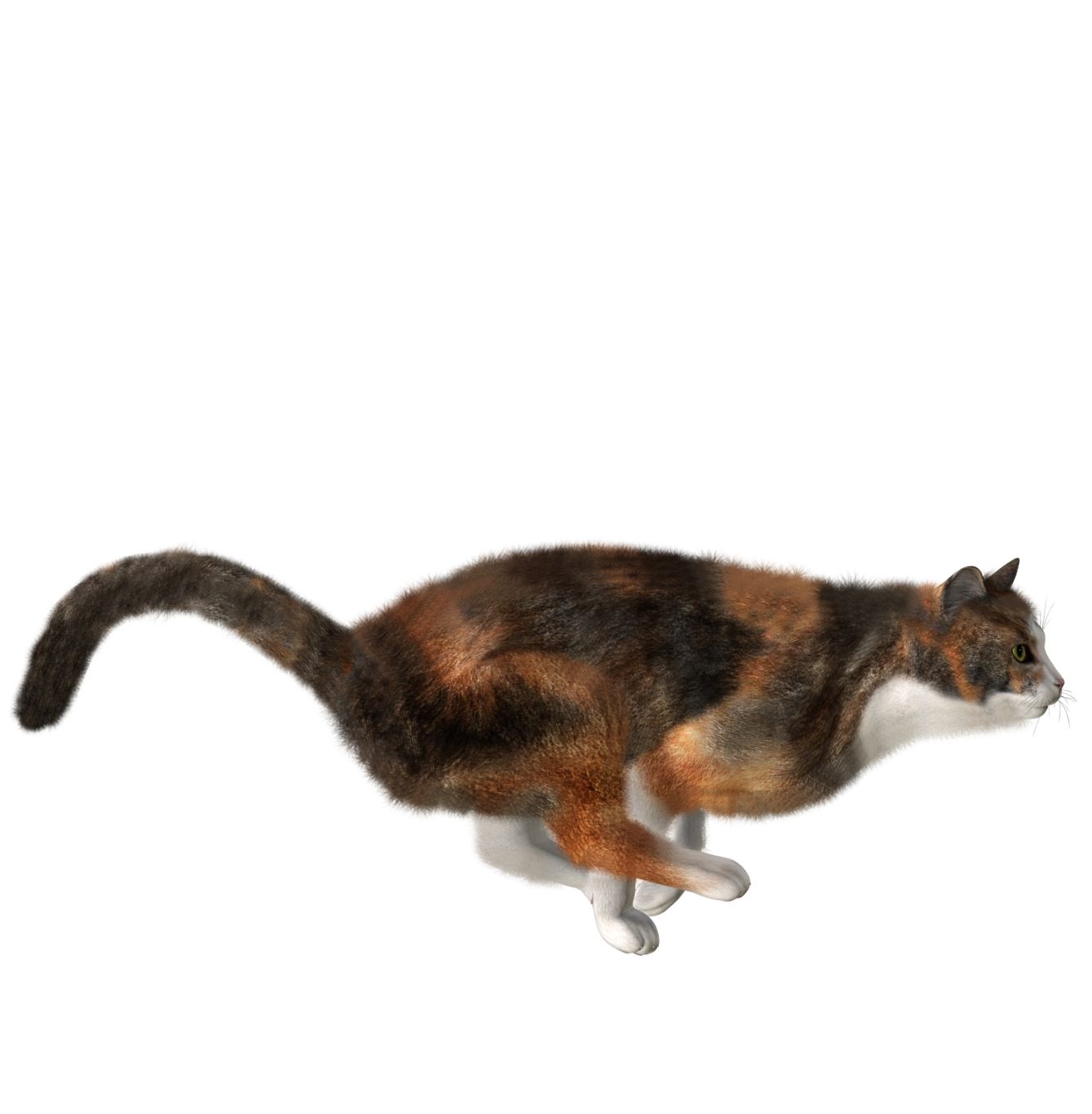 cat png image, free download picture, kitten    图片编号:112