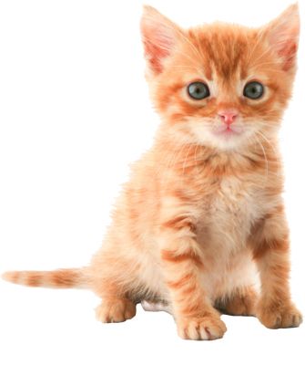 cat png image, free download picture, kitten    图片编号:118