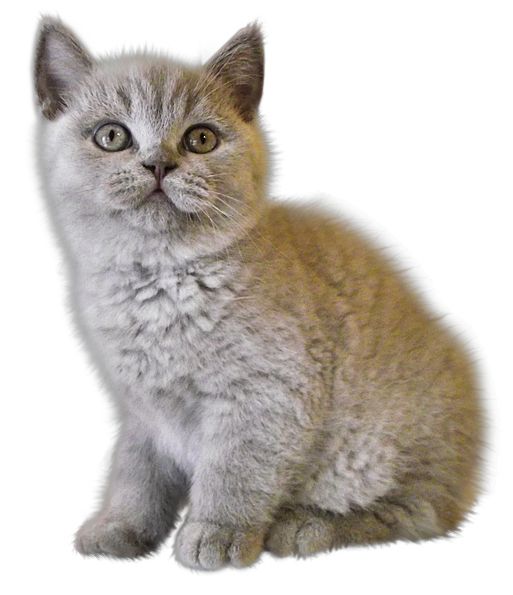 kitten png image, free download picture    图片编号:127