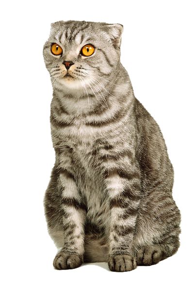 kitten png image, free download picture    图片编号:128