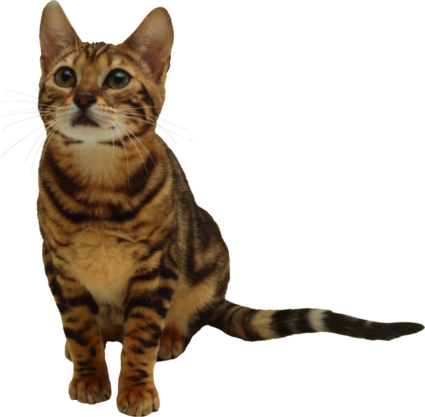 kitten png image, free download picture    图片编号:131