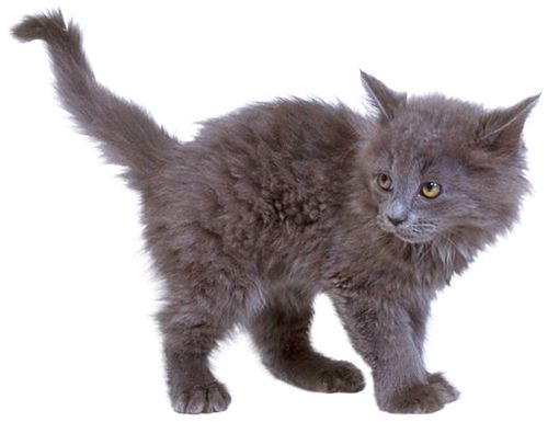 kitten png image, free download picture    图片编号:134