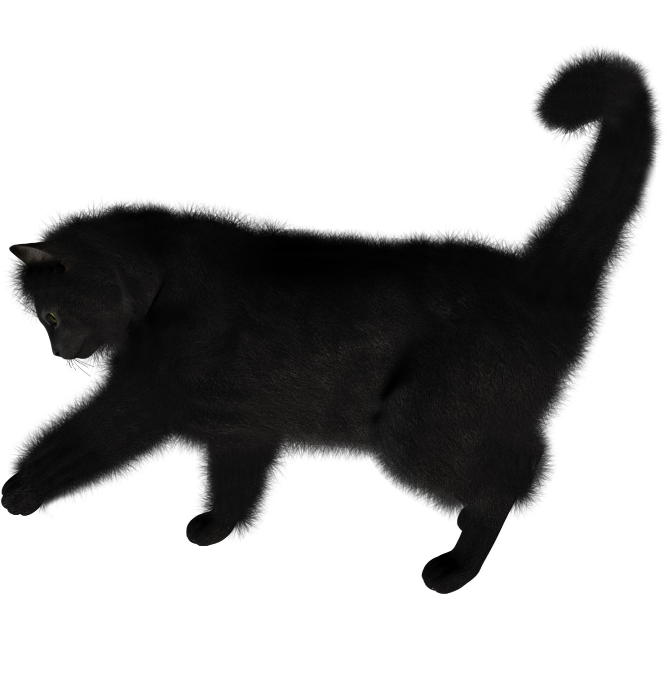 Cat PNG image    图片编号:1615