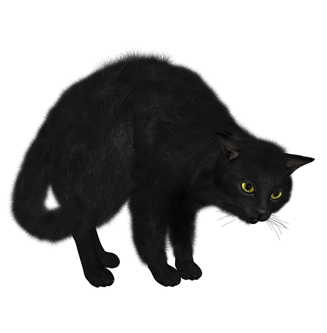 Black Cat PNG image    图片编号:1616