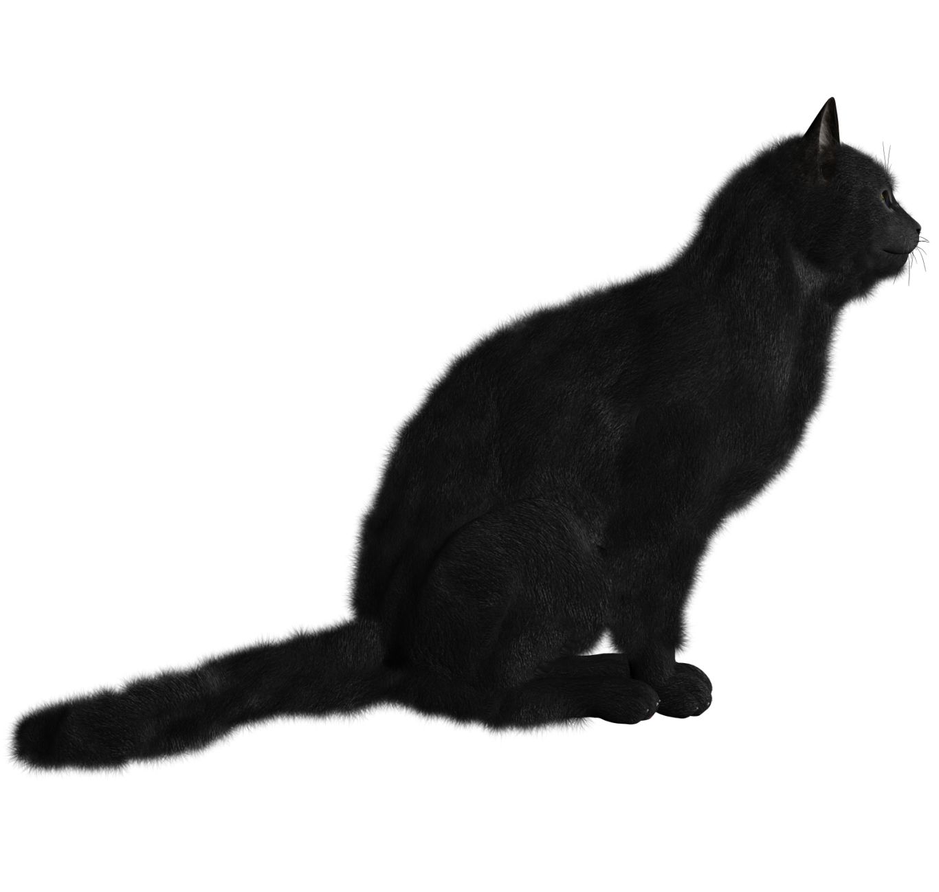 Cat PNG image    图片编号:1618