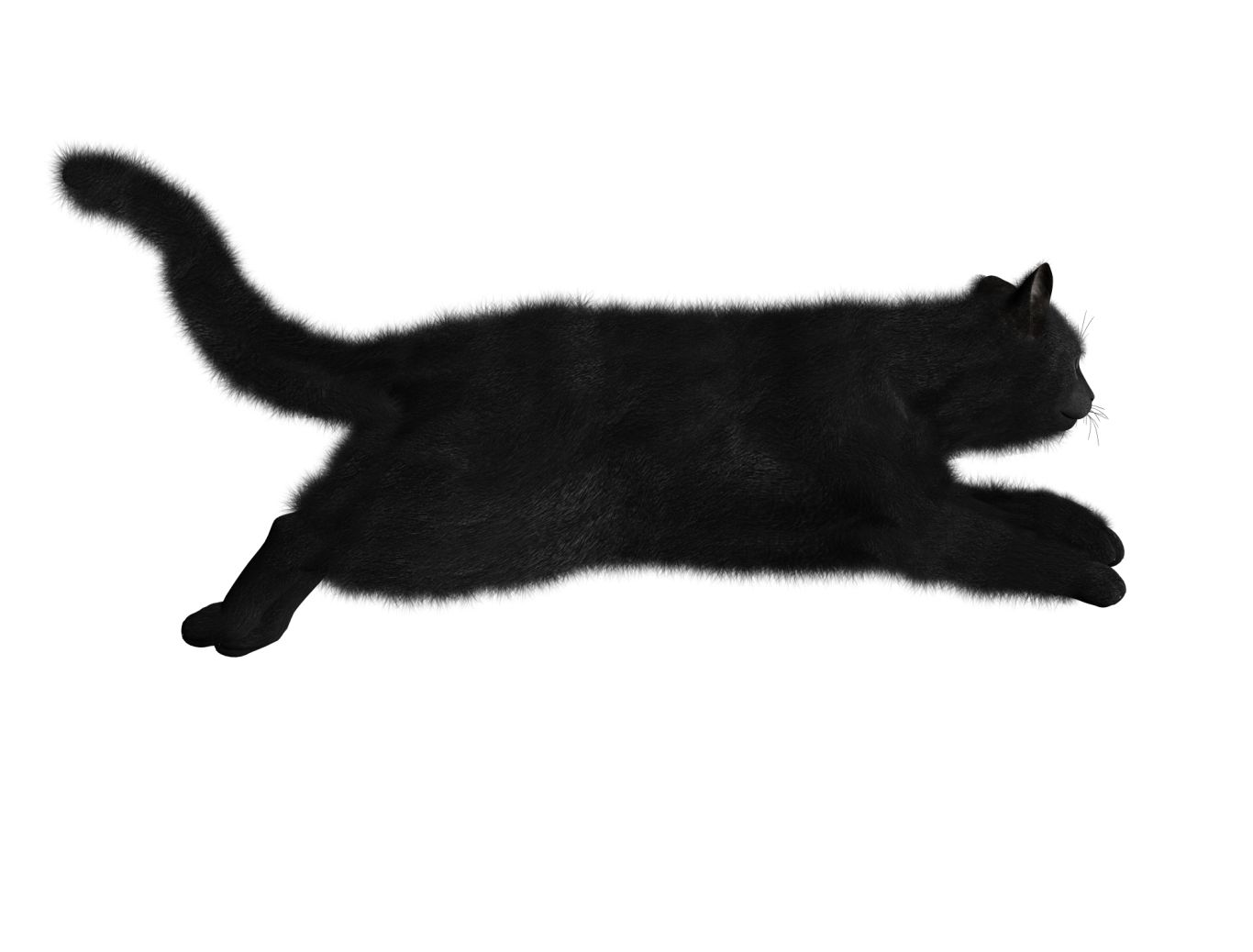 Cat PNG image    图片编号:1622