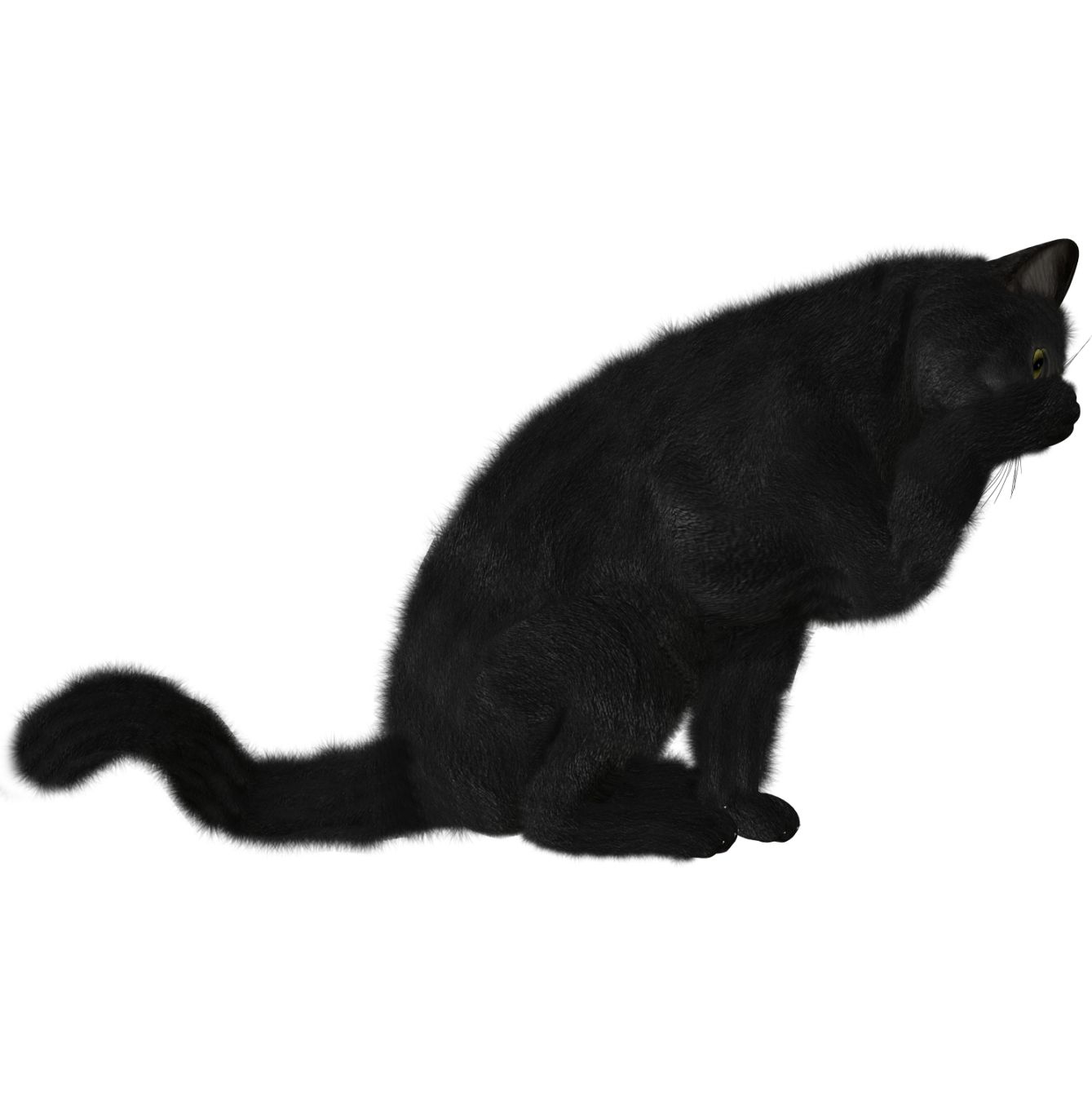 Cat PNG image    图片编号:1623