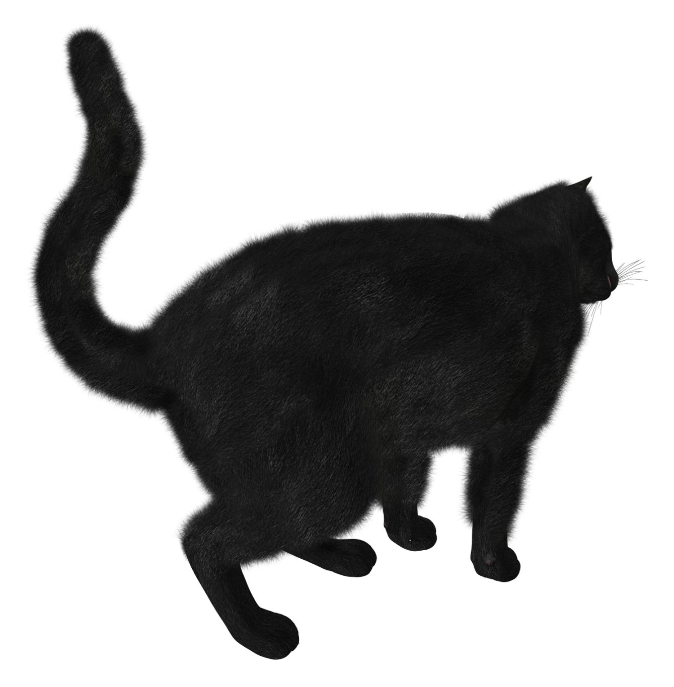 Black Cat PNG image    图片编号:1624