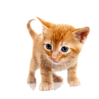 Orange Cat PNG image    图片编号:1631
