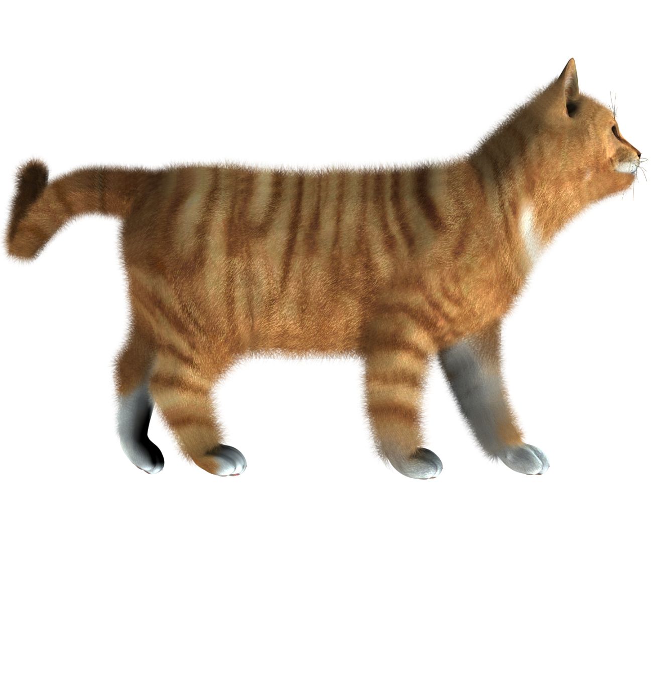 Cat PNG image, kitten png    图片编号:1633