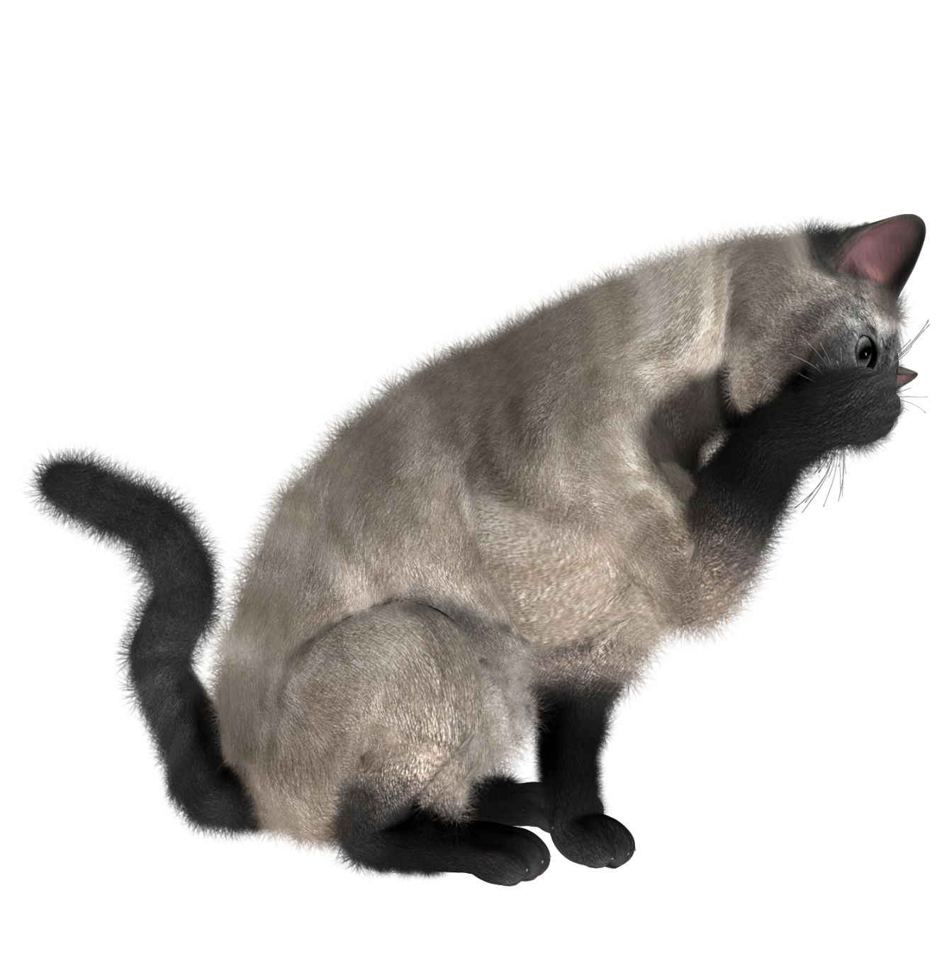 Cat PNG image    图片编号:1634