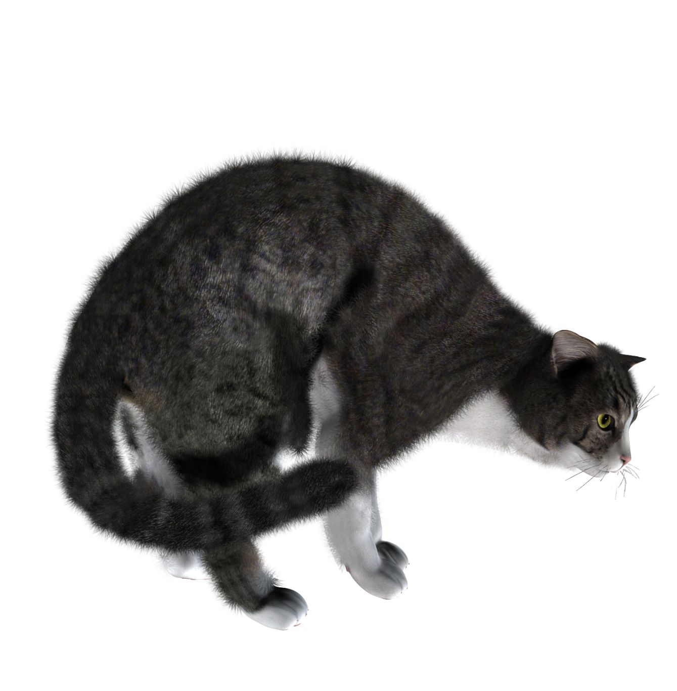Cat PNG image    图片编号:1635