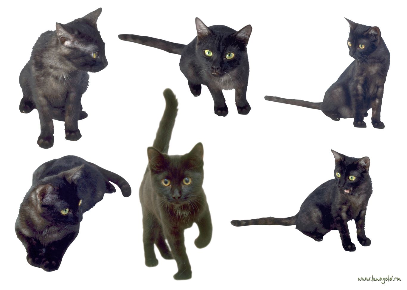 6 Cats PNG    图片编号:50418