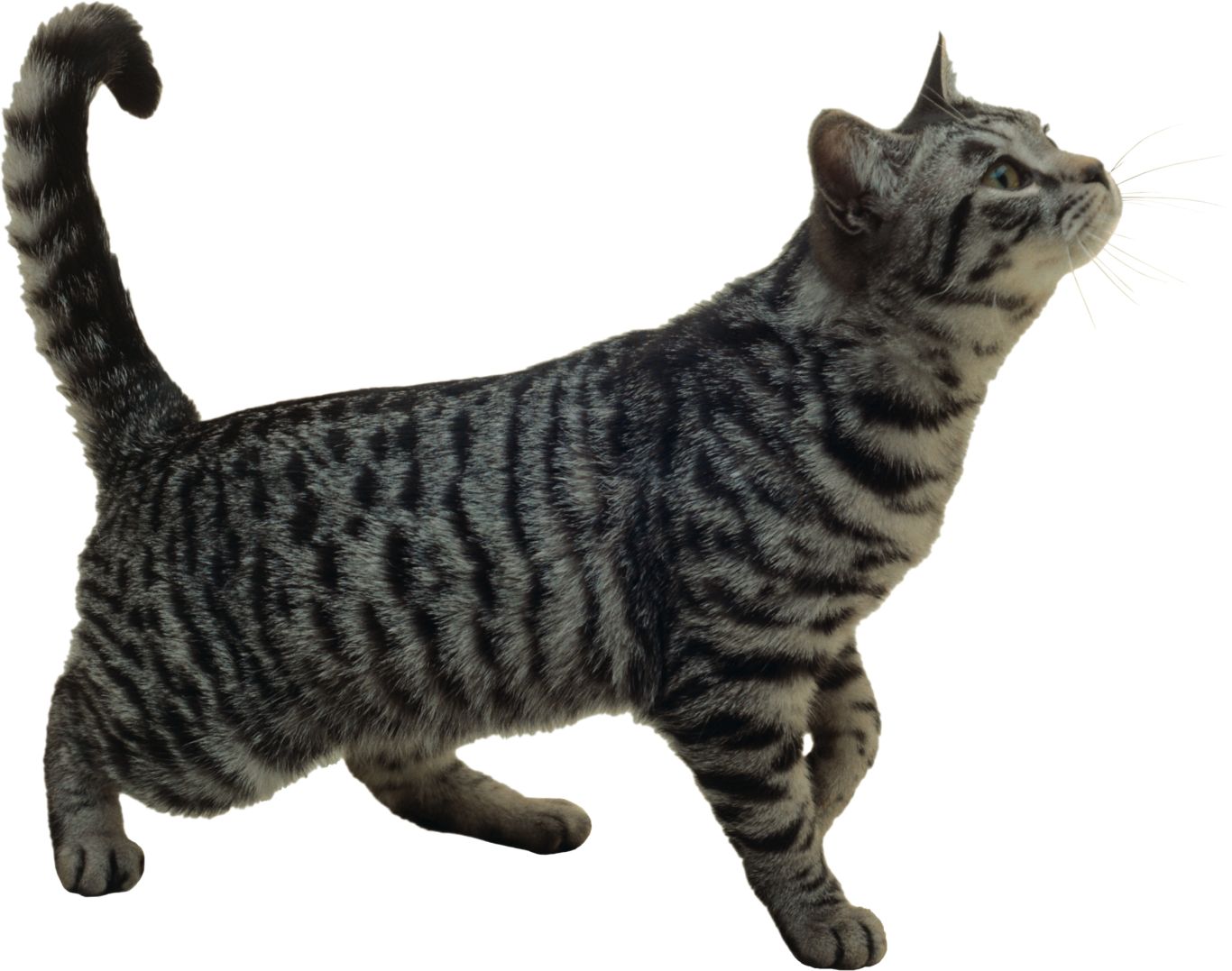 Cat with gray stripes PNG    图片编号:50426