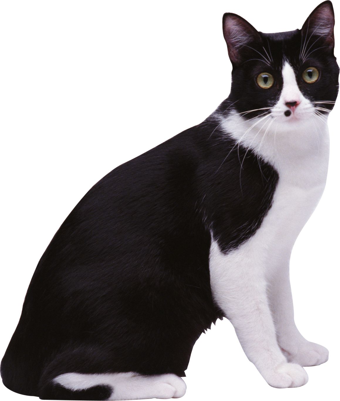 Cat with spots PNG    图片编号:50430