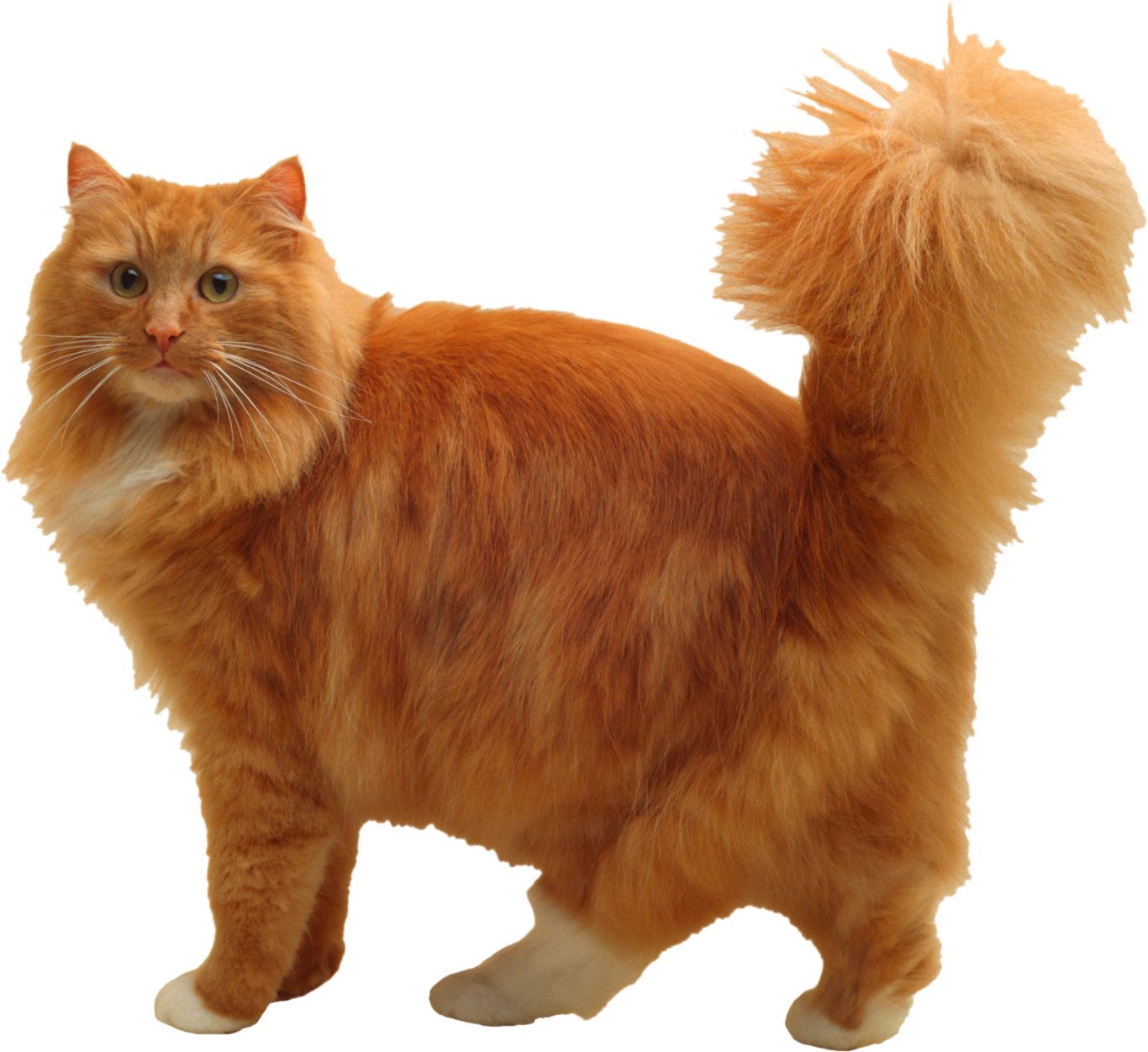 Big orange cat PNG    图片编号:50443
