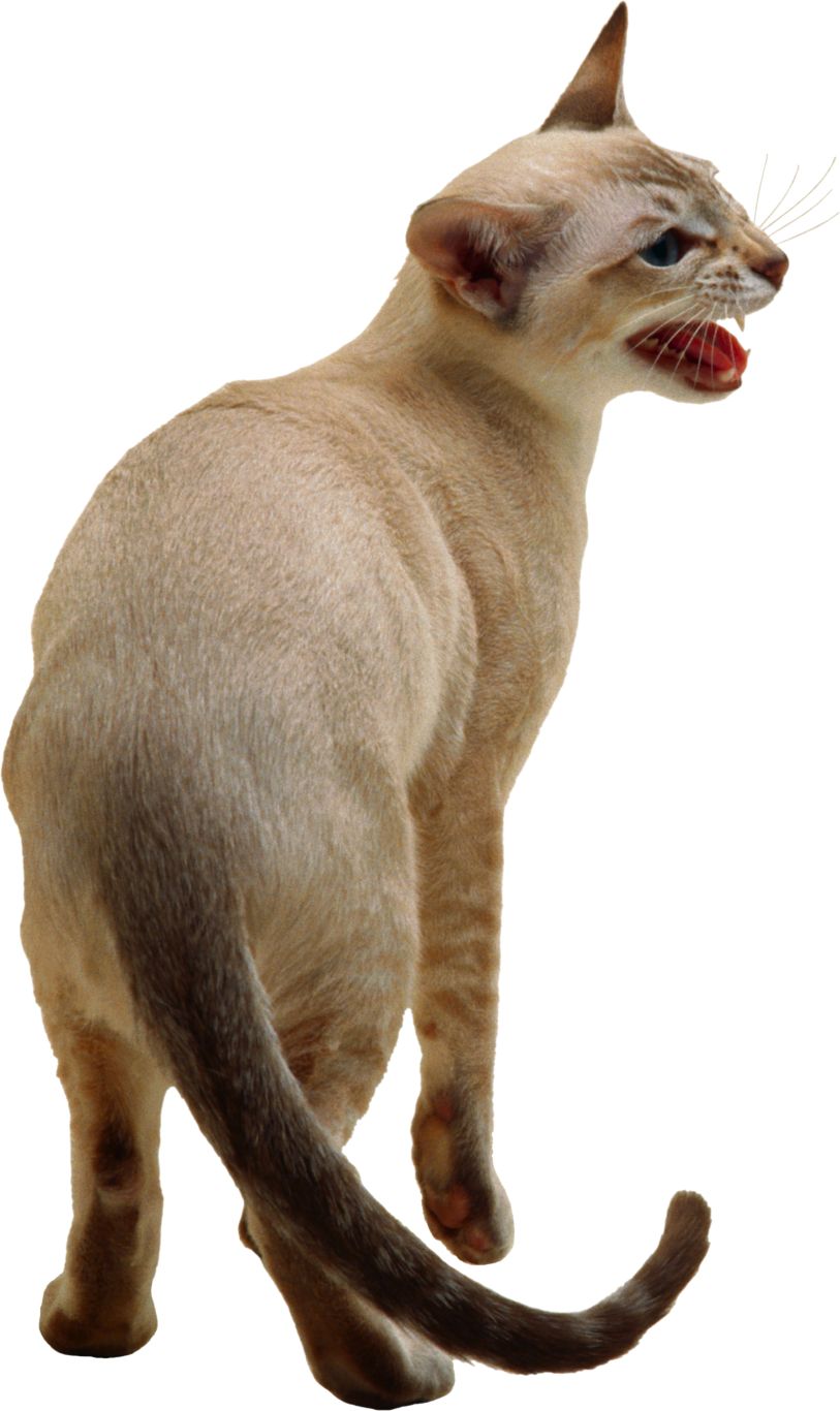 Cat meow PNG    图片编号:50451