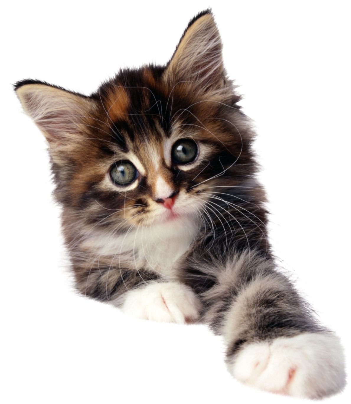 Small kitten PNG    图片编号:50465
