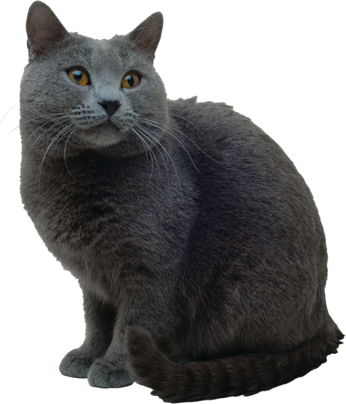 grey Cat PNG    图片编号:50476