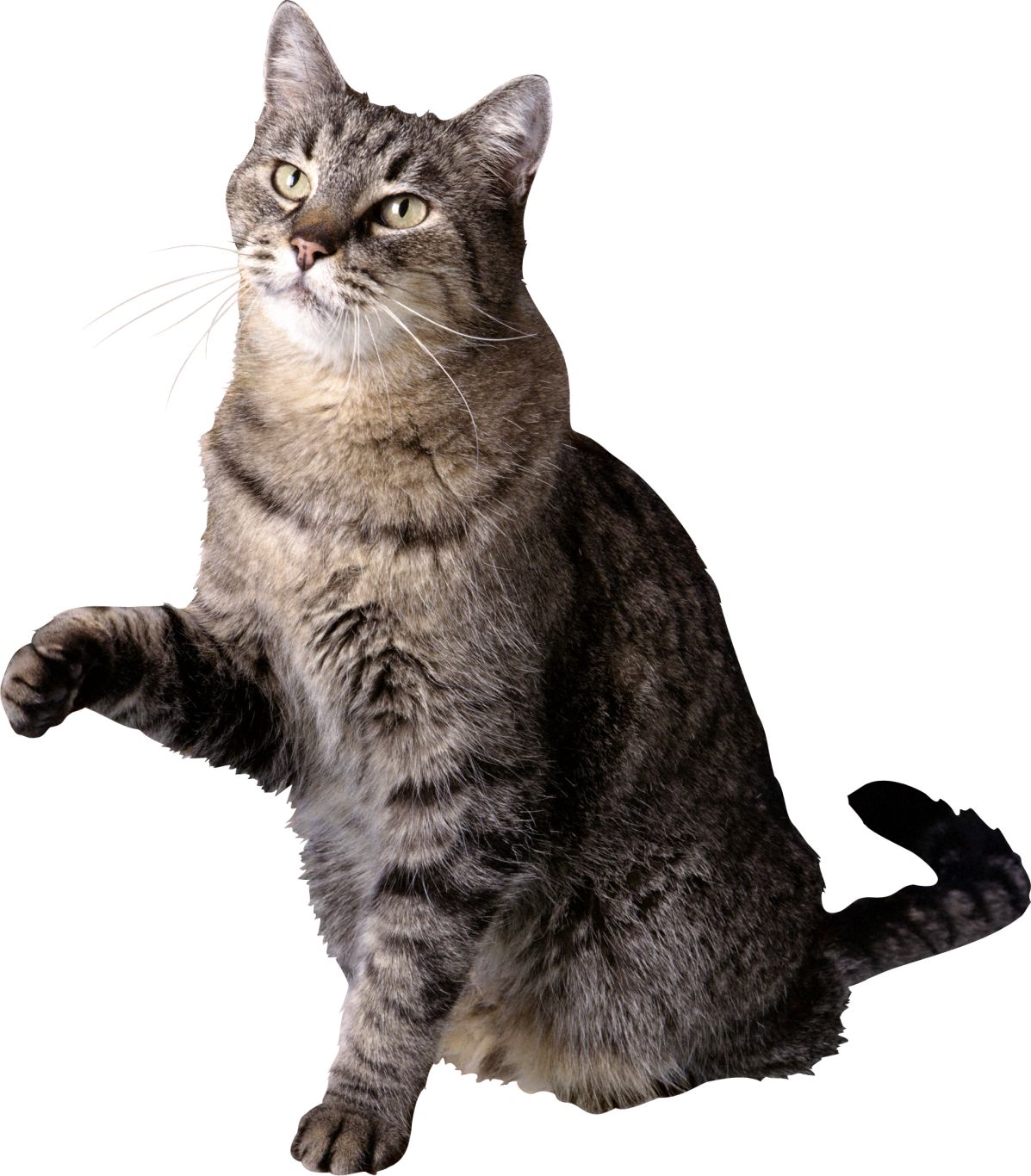 Cat PNG picture    图片编号:50479