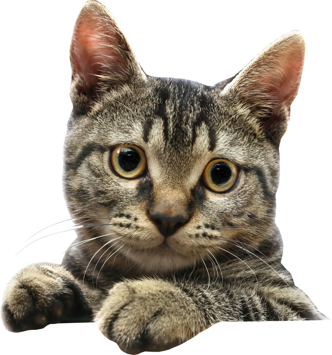 Cat head picture PNG    图片编号:50480