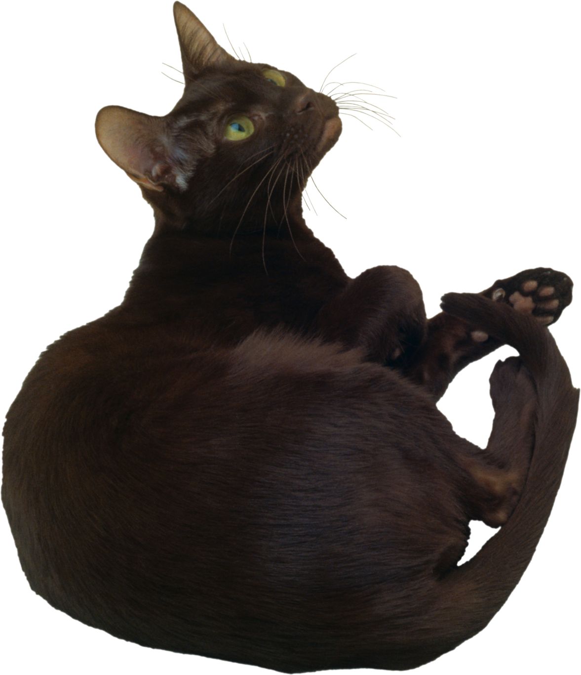 Cat wondering PNG picture    图片编号:50483