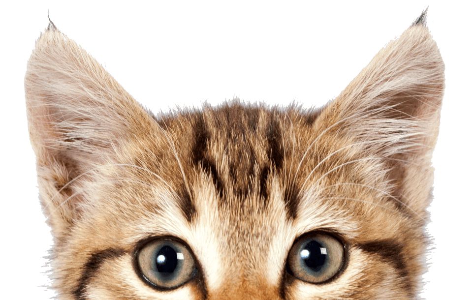 Cat eyes PNG    图片编号:50485