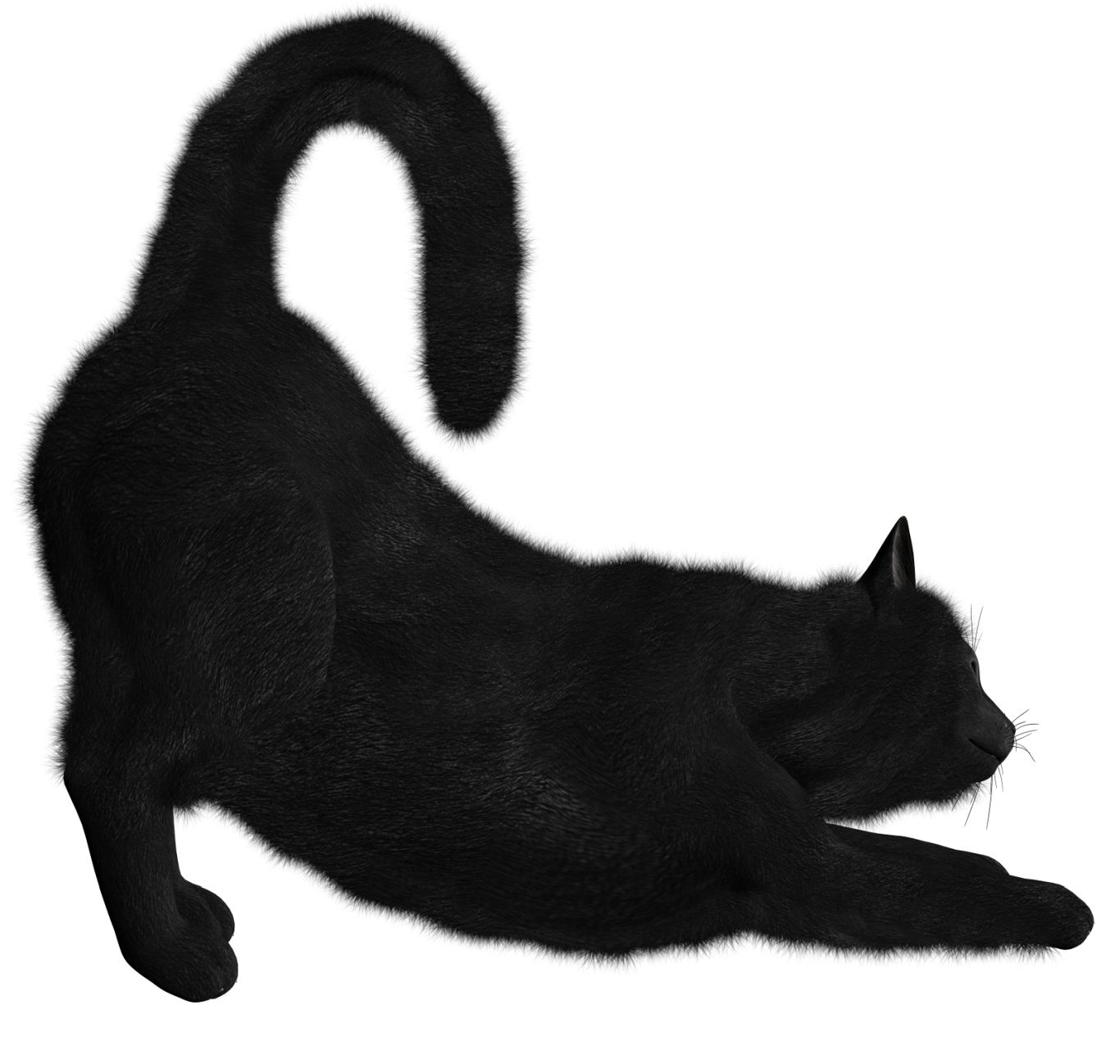Black cat PNG    图片编号:50489