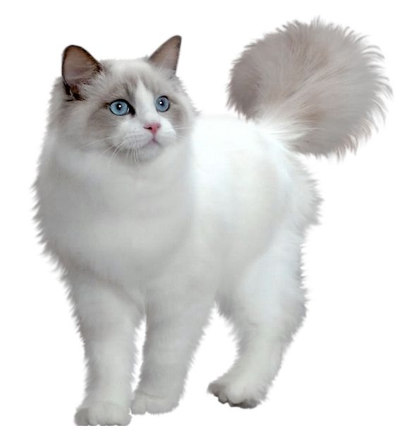 White cat standing PNG    图片编号:50492