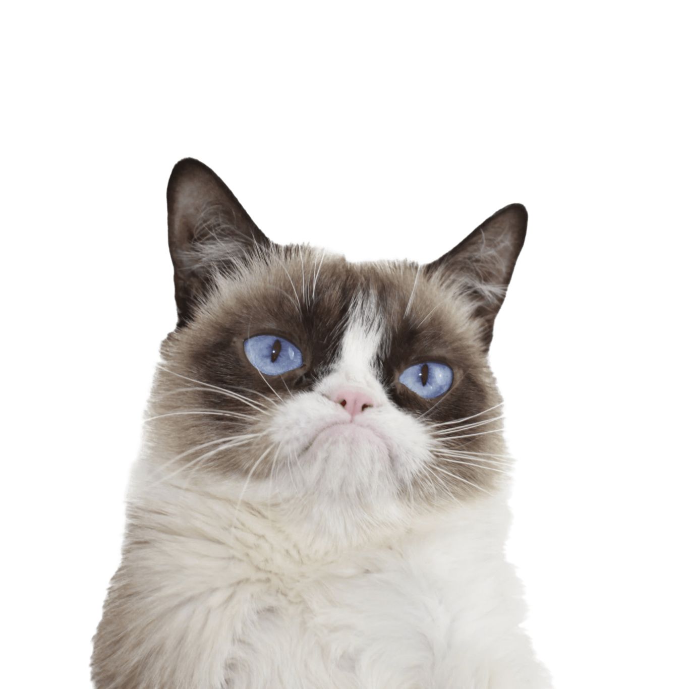 Angry cat head PNG    图片编号:50498
