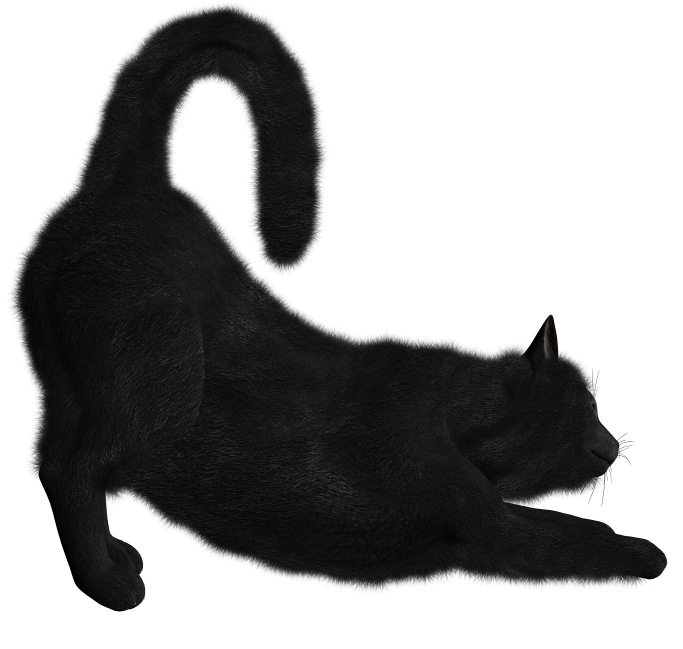 Cat stretching PNG    图片编号:50501