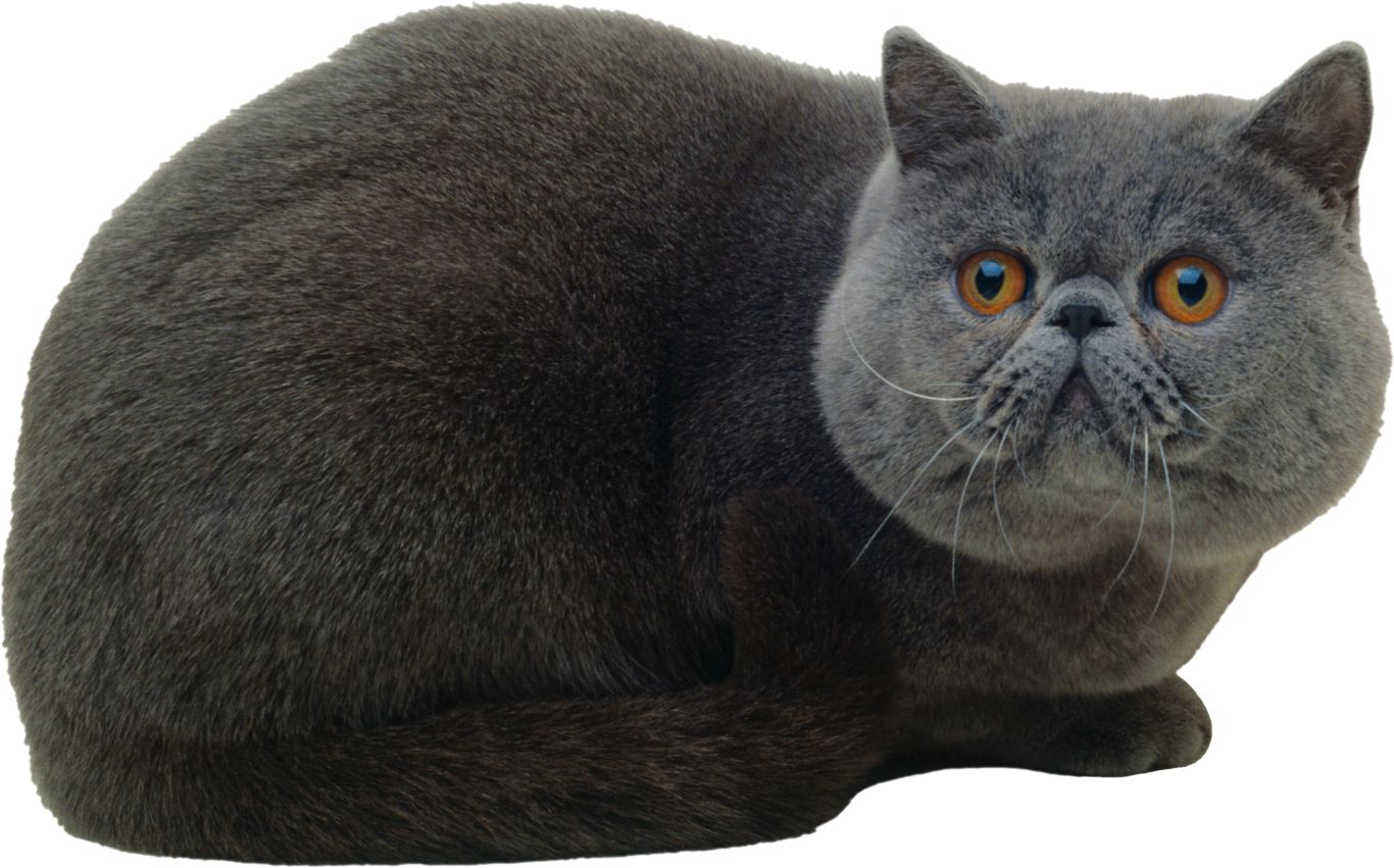 Cat British Shorthair PNG    图片编号:50502