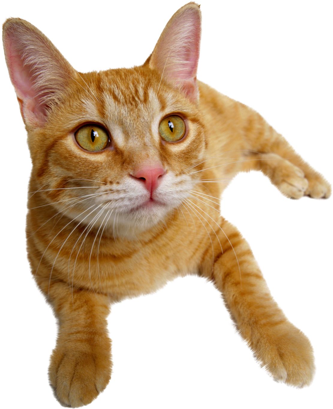 laying cat PNG ginger    图片编号:50503